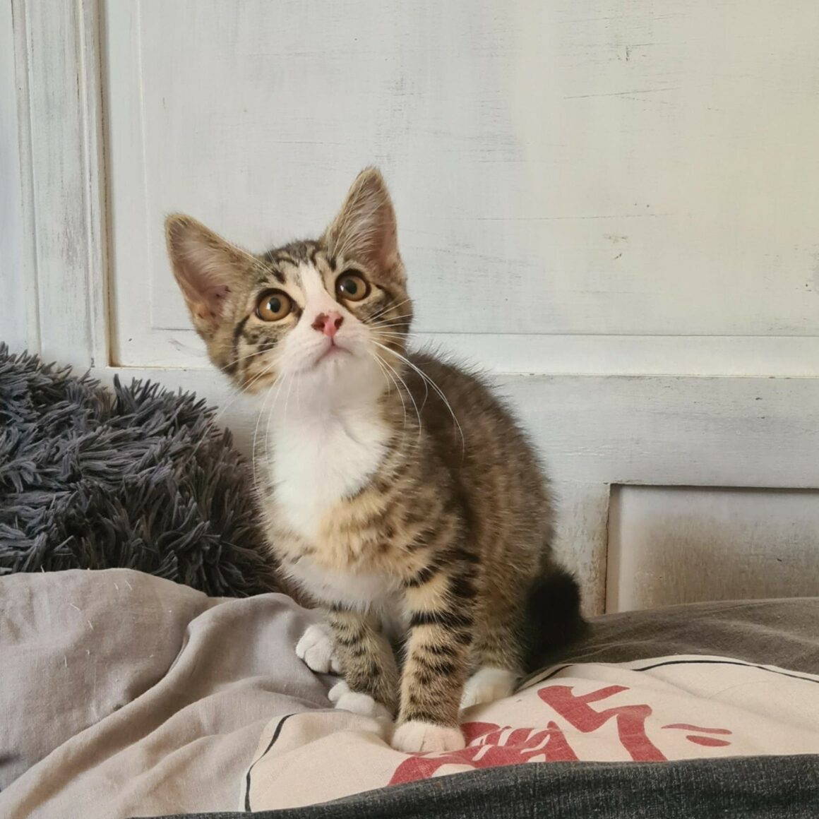 BOWIE – chaton
