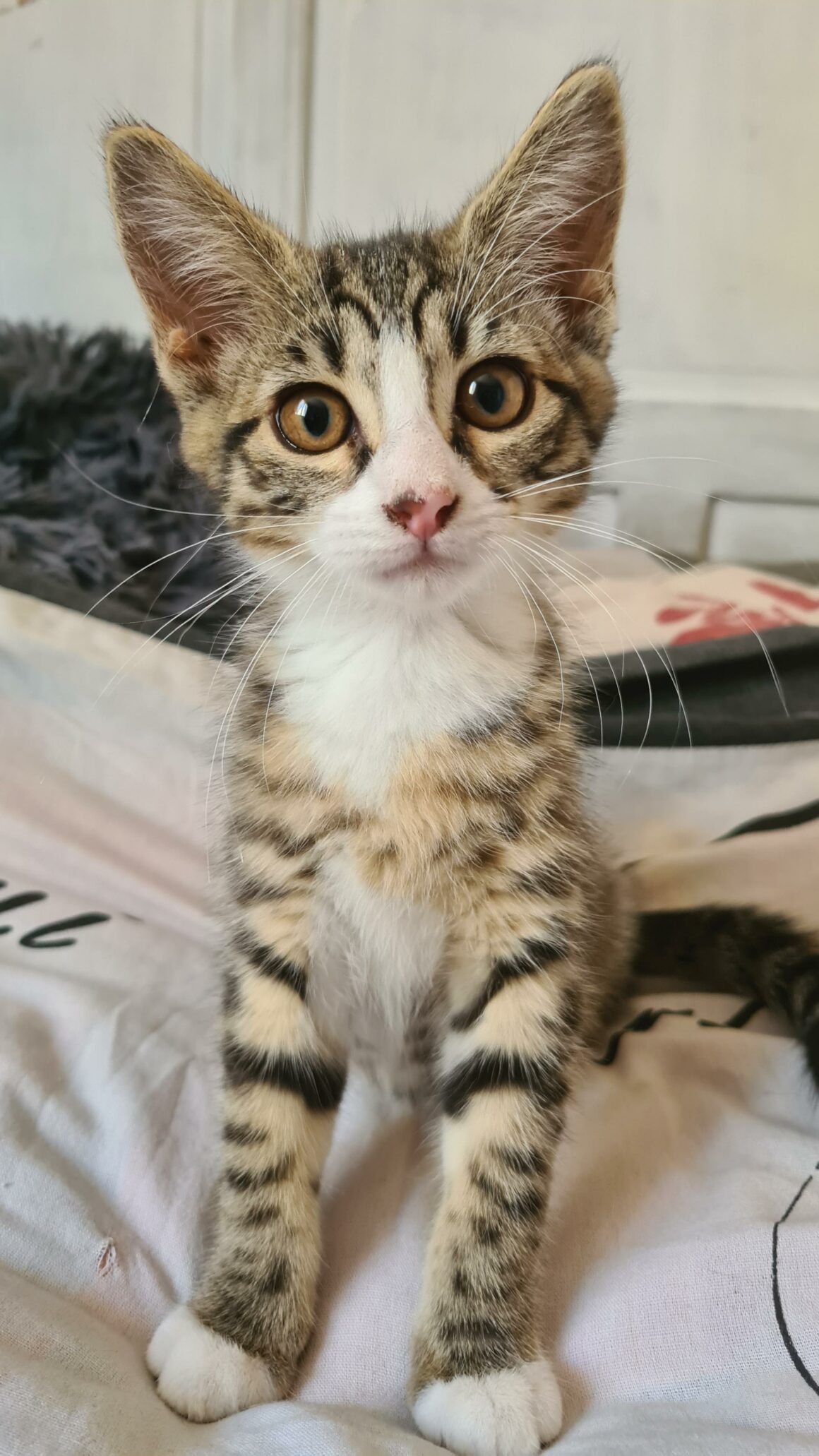 BOWIE – chaton