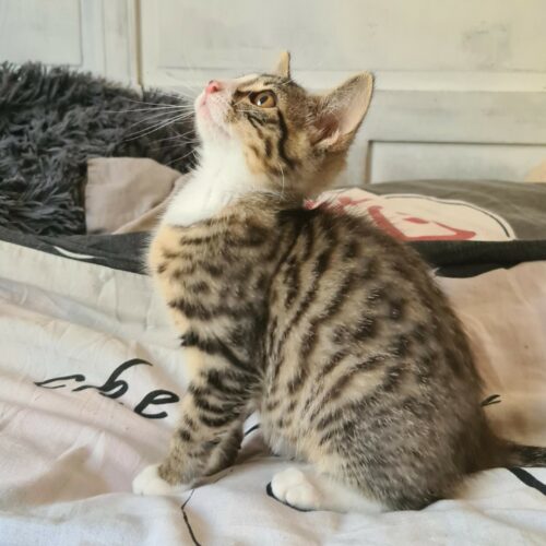 BOWIE (5) BOWIE – chaton
