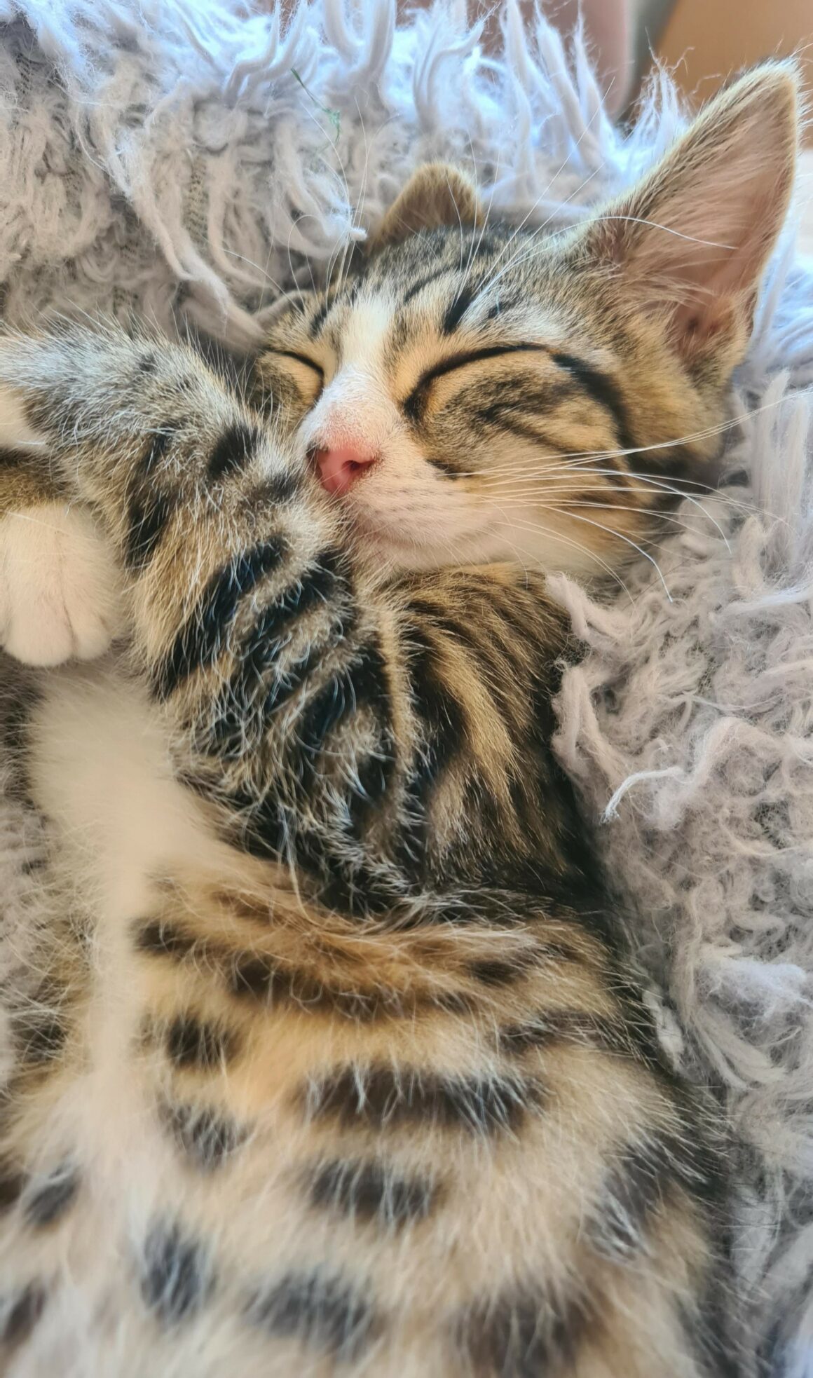 BOWIE – chaton