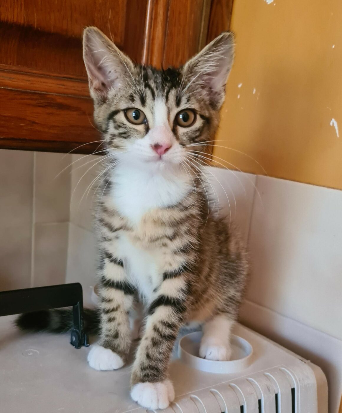 BOWIE – chaton