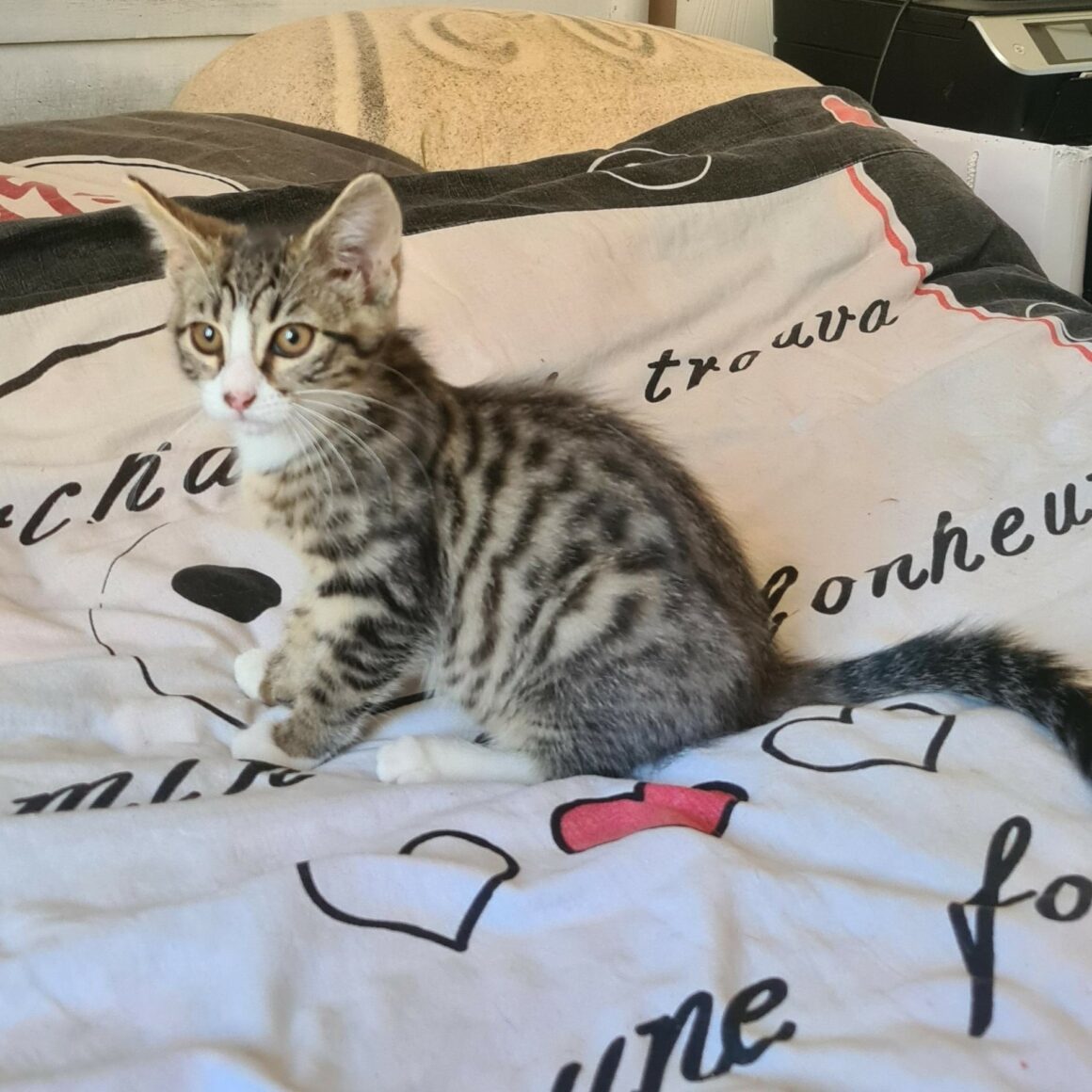 BOWIE – chaton