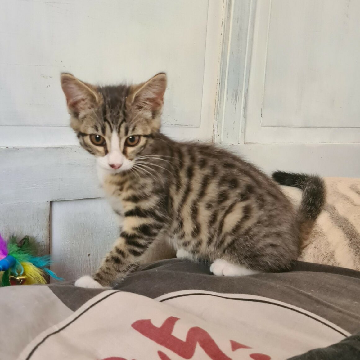 BOWIE – chaton