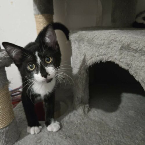 BRAZIL (1) BRAZIL – chaton