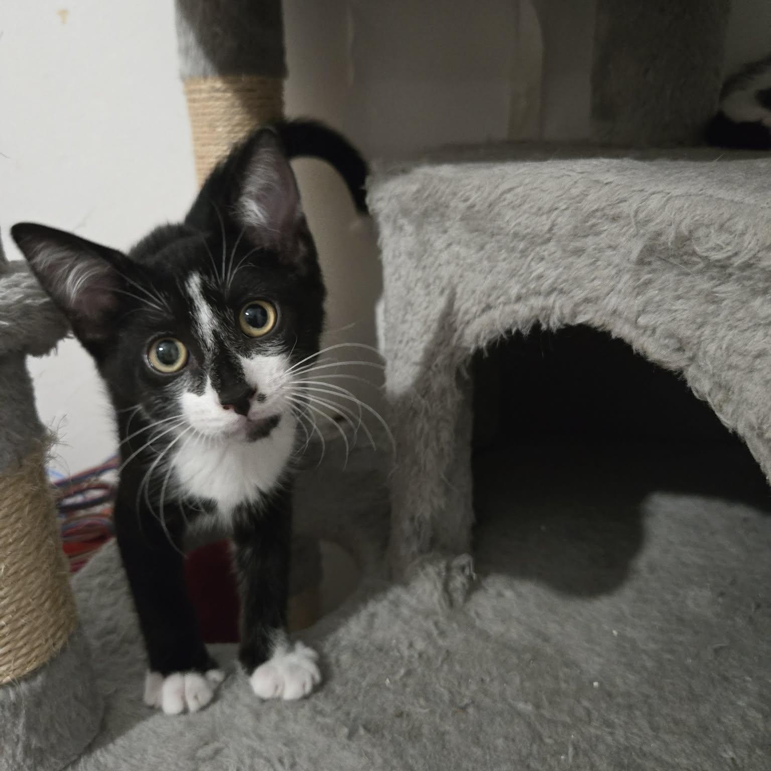 BRAZIL – chaton