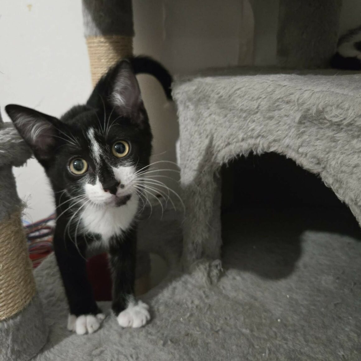 BRAZIL (1) BRAZIL – chaton