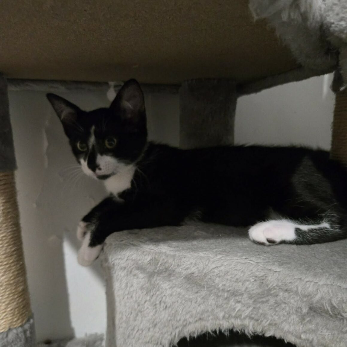 BRAZIL (2) BRAZIL – chaton