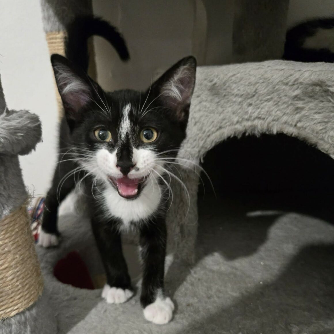 BRAZIL (3) BRAZIL – chaton
