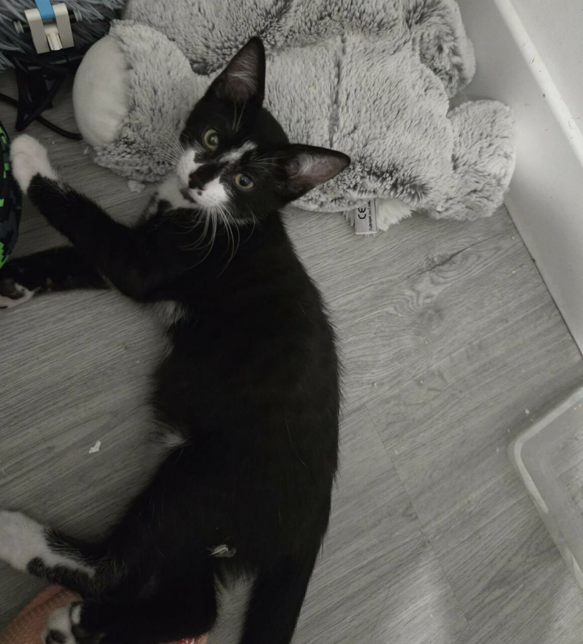 BRAZIL (4) BRAZIL – chaton