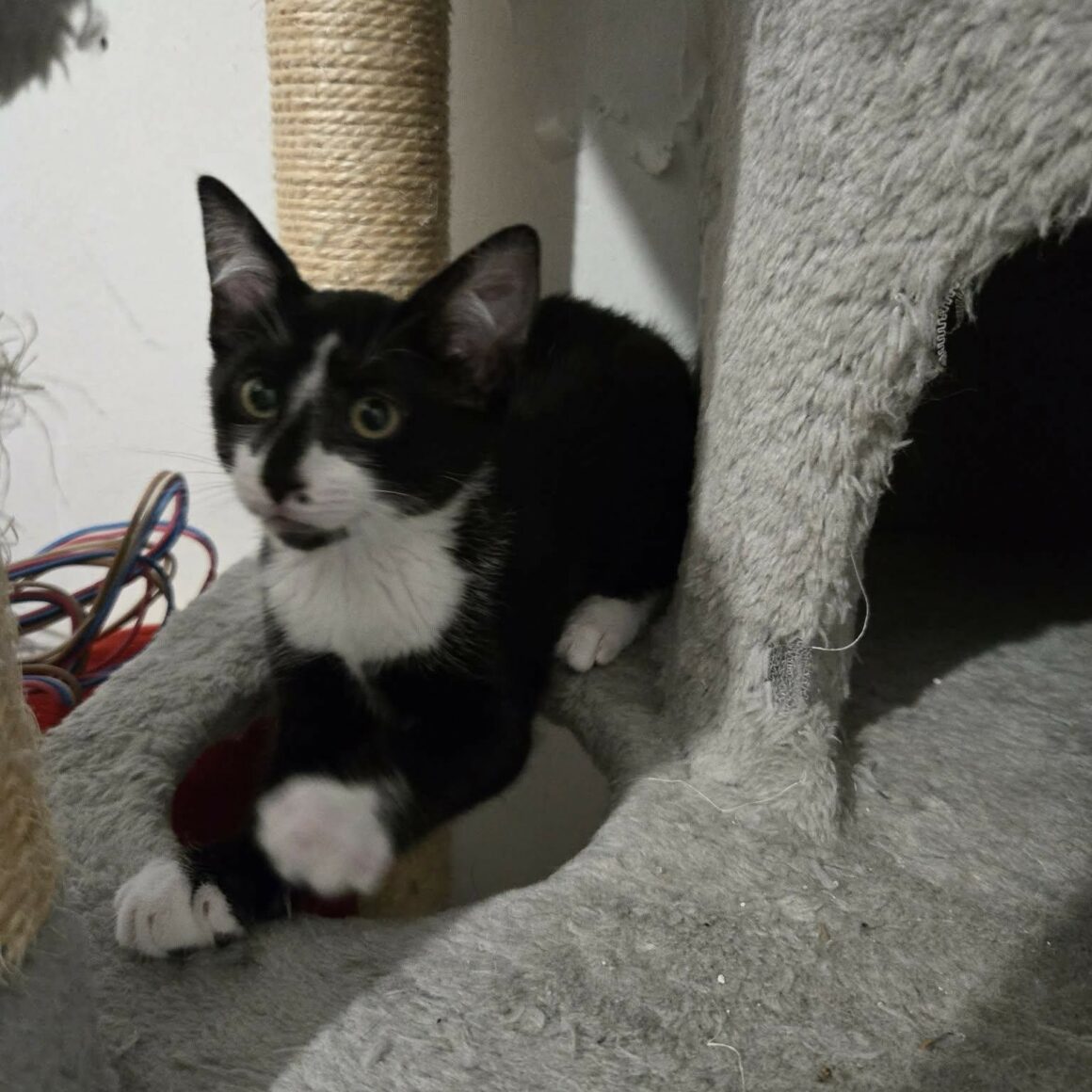 BRAZIL (5) BRAZIL – chaton