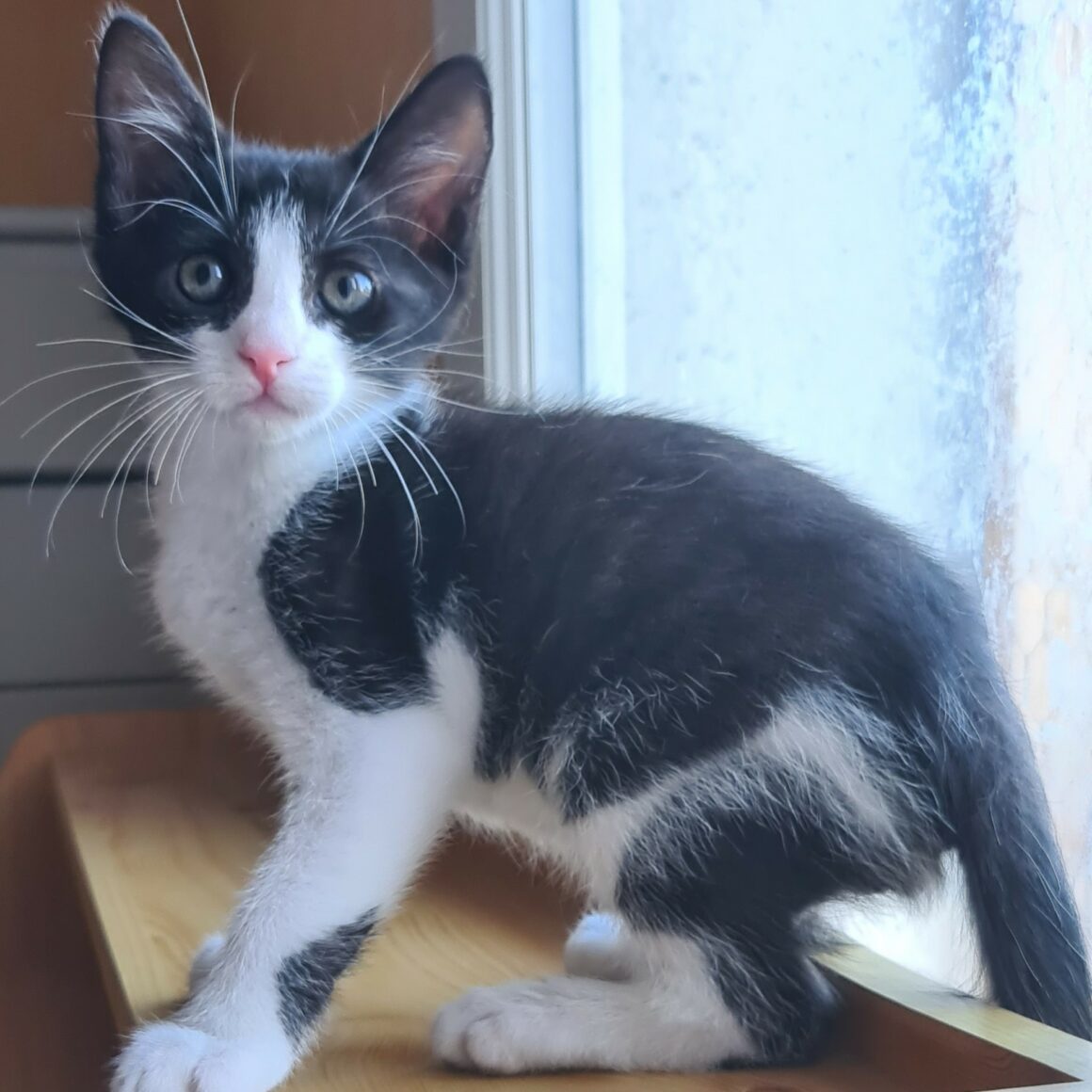 BRETZEL – chaton