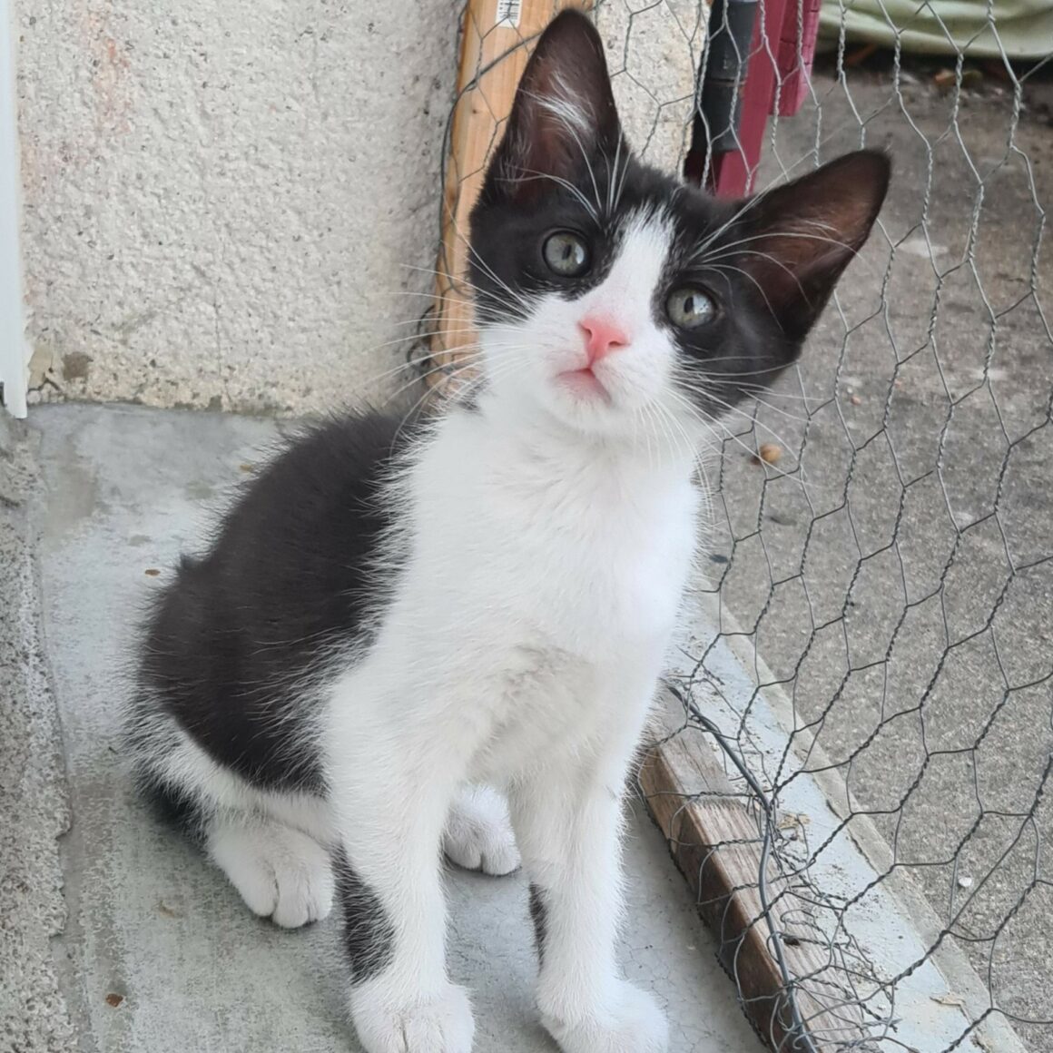 BRETZEL – chaton
