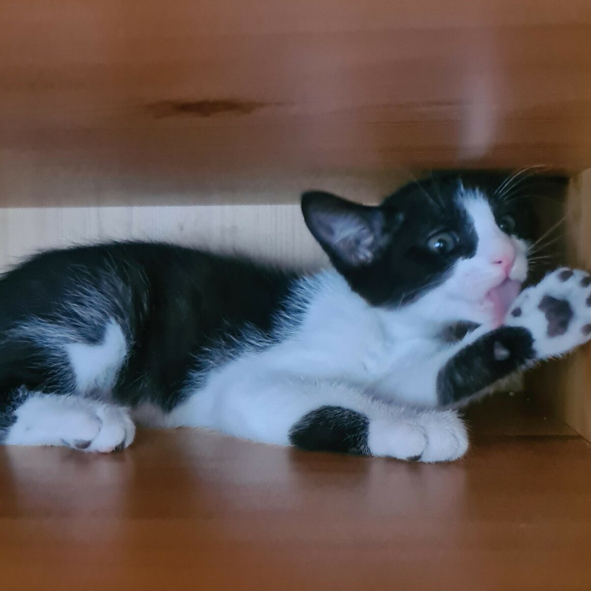 BRETZEL – chaton