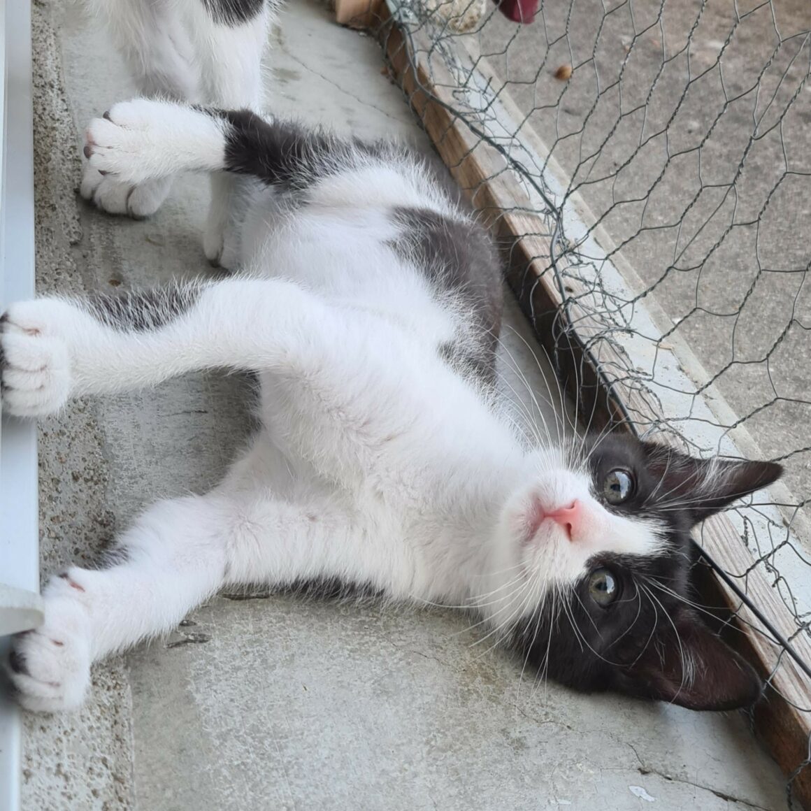 BRETZEL – chaton