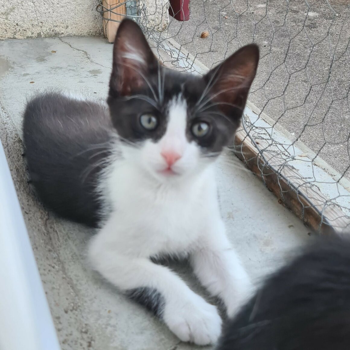 BRETZEL – chaton