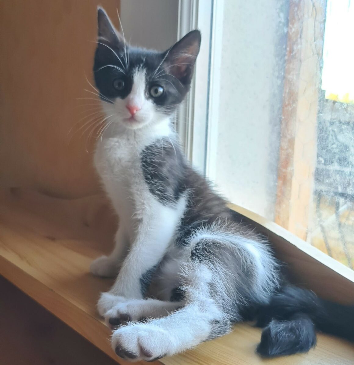 BRETZEL – chaton