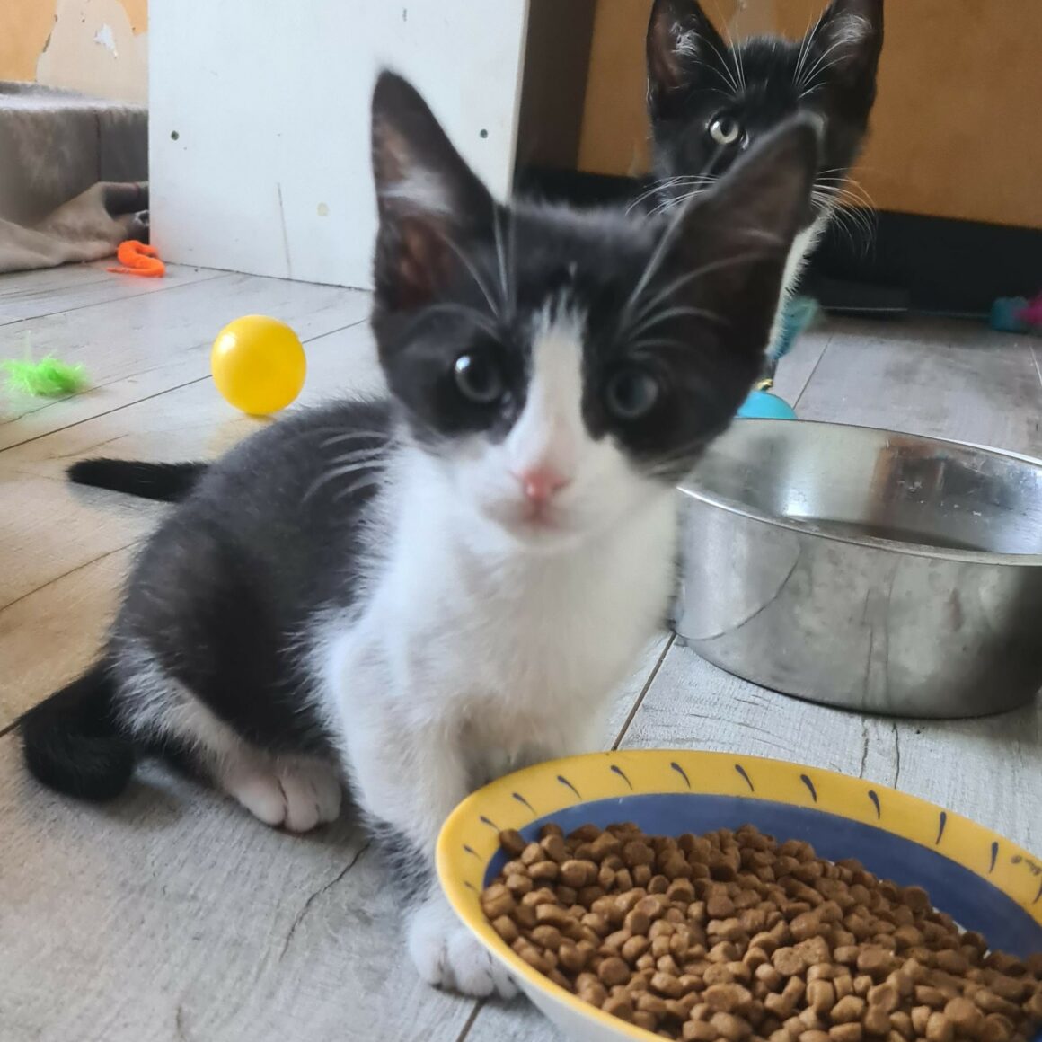 BRETZEL – chaton