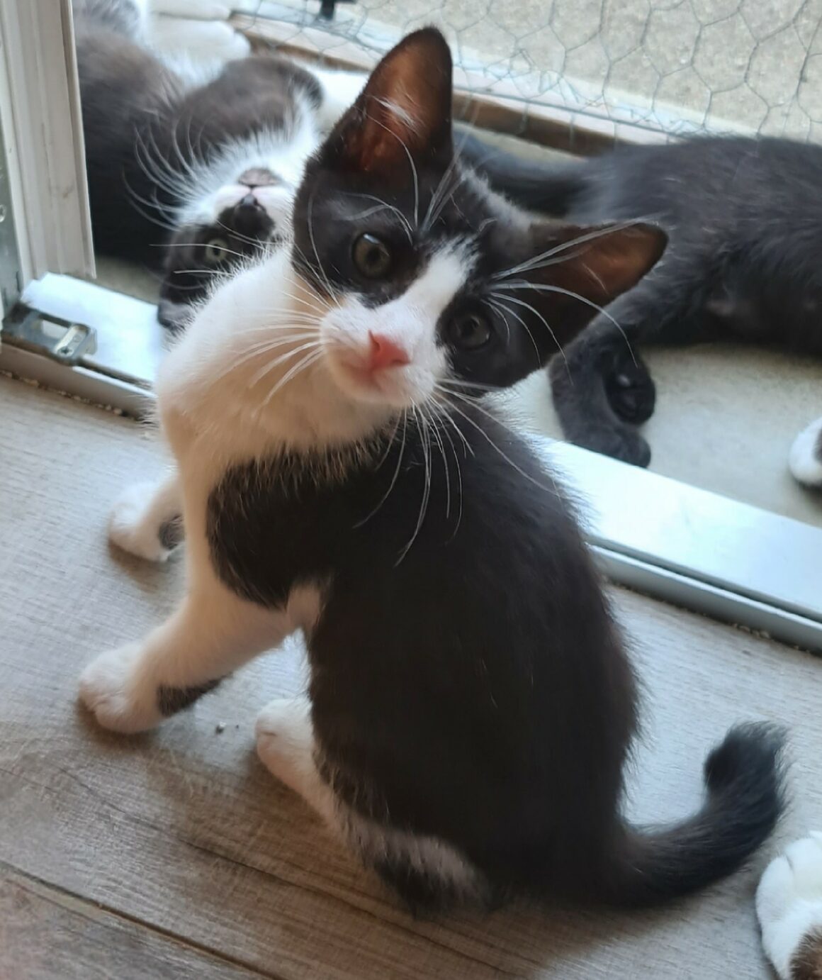 BRETZEL – chaton