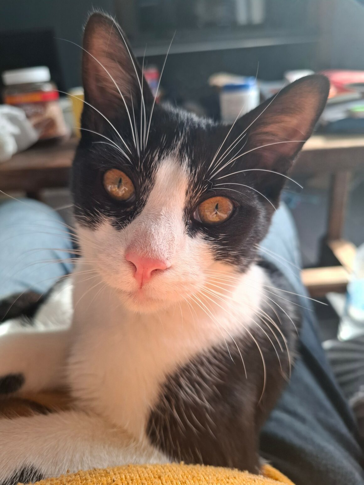 BRETZEL – chaton