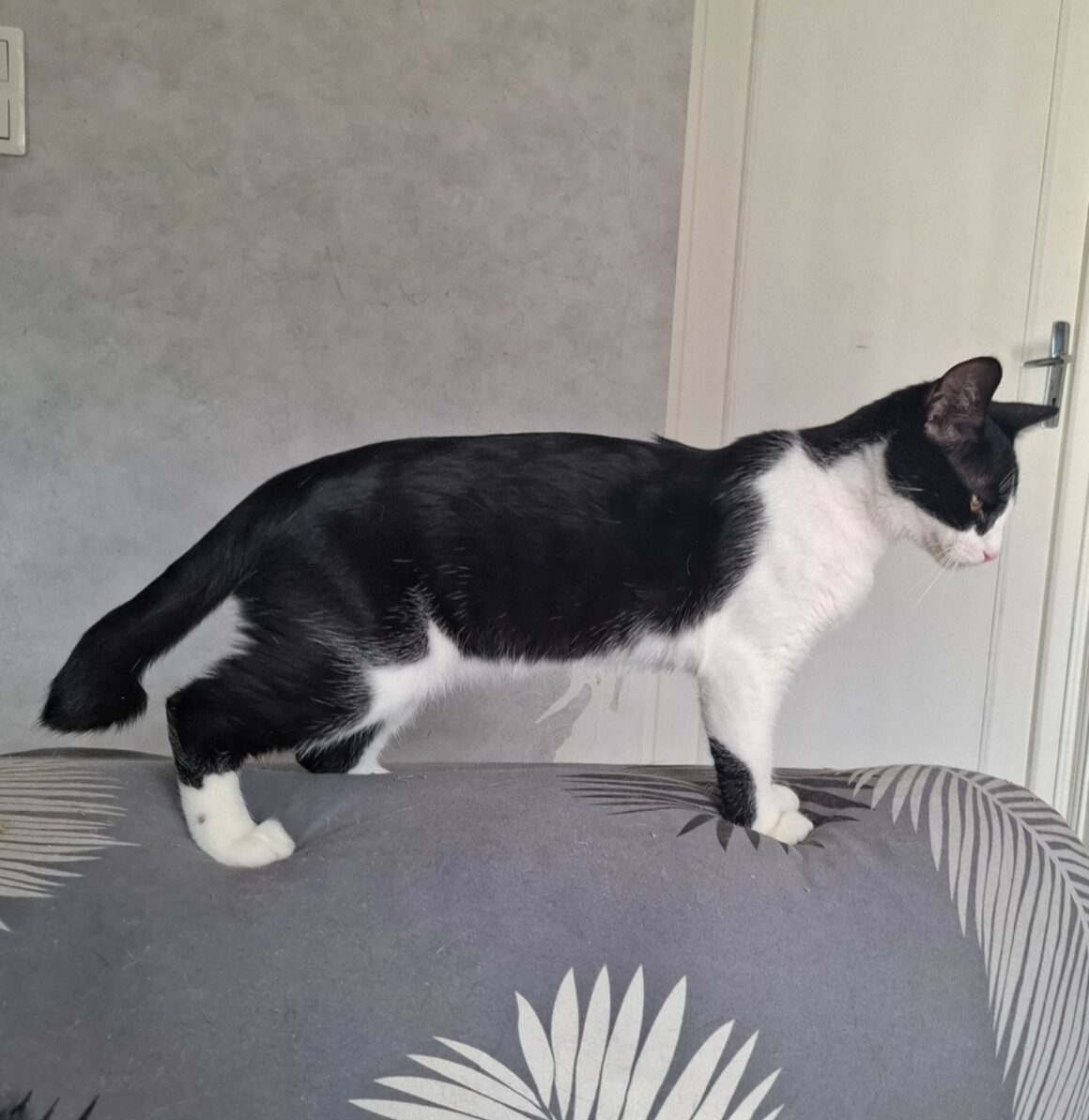 BRETZEL – chaton