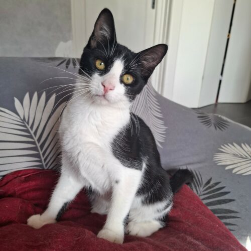 BRETZEL – chaton