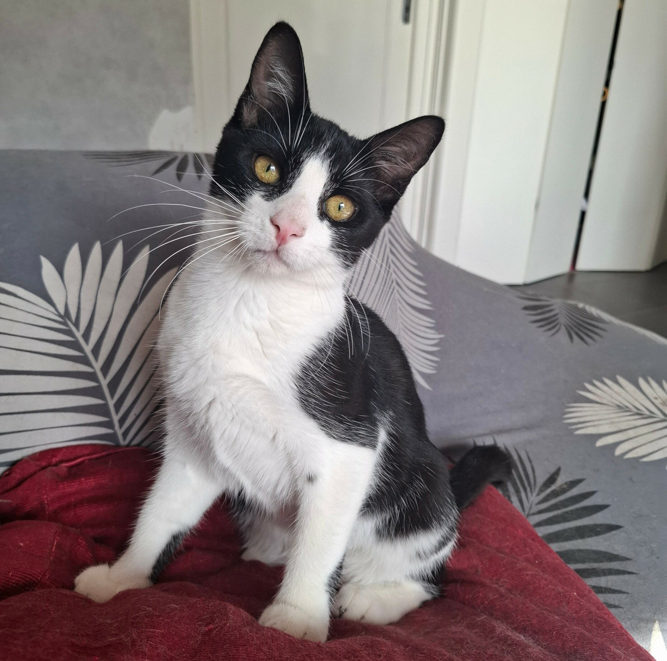 BRETZEL – chaton