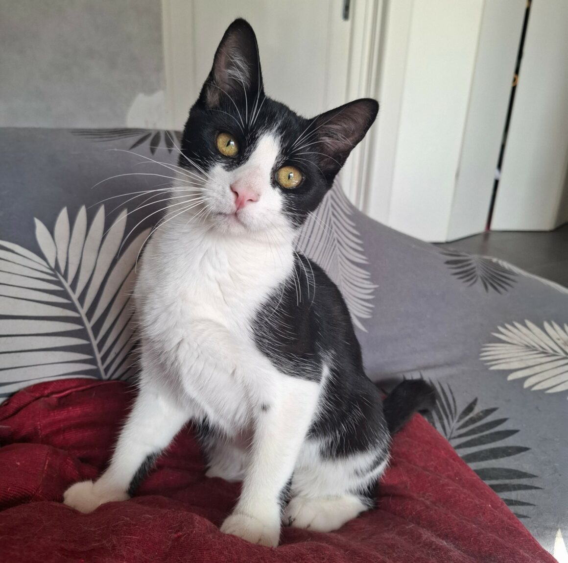 BRETZEL – chaton