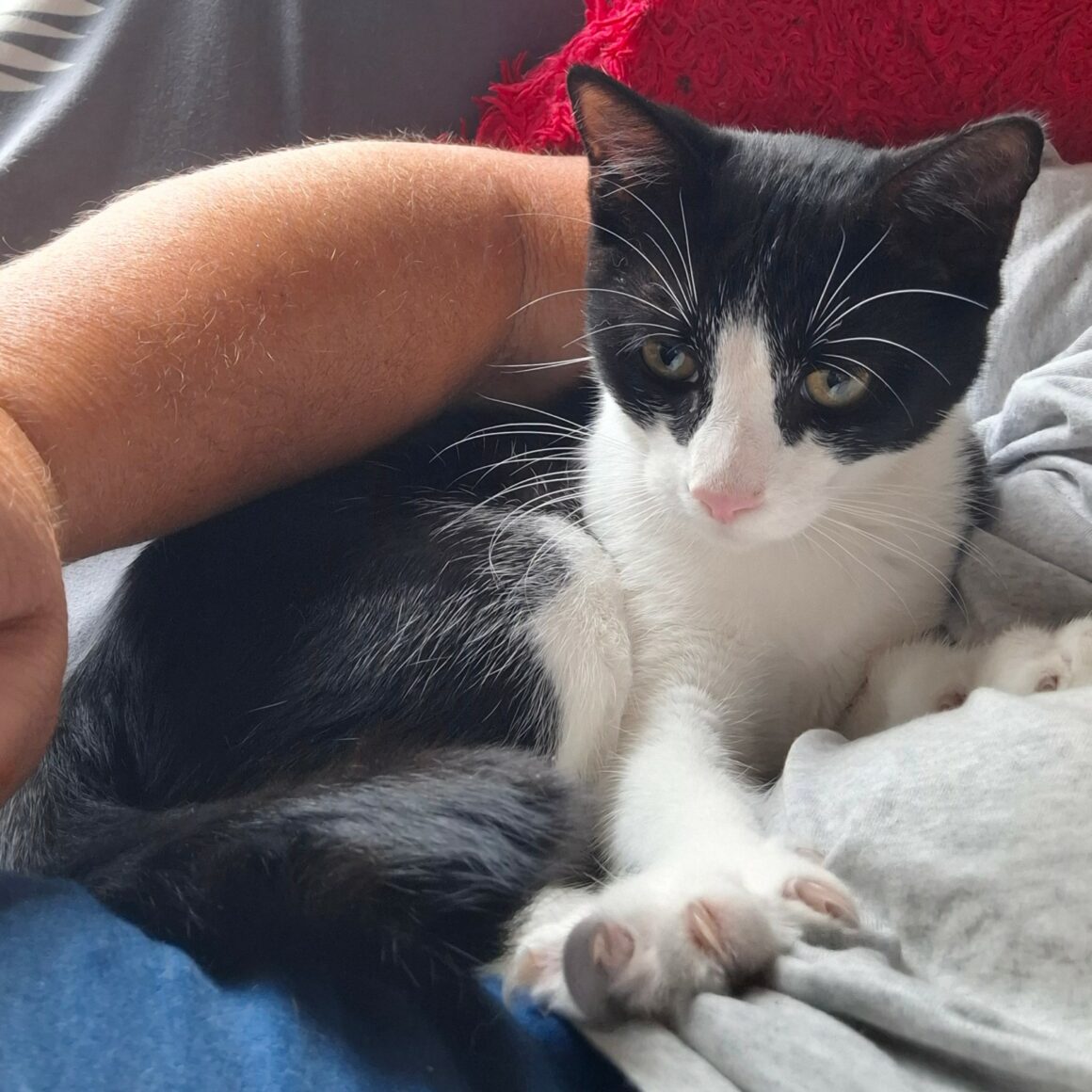 BRETZEL – chaton