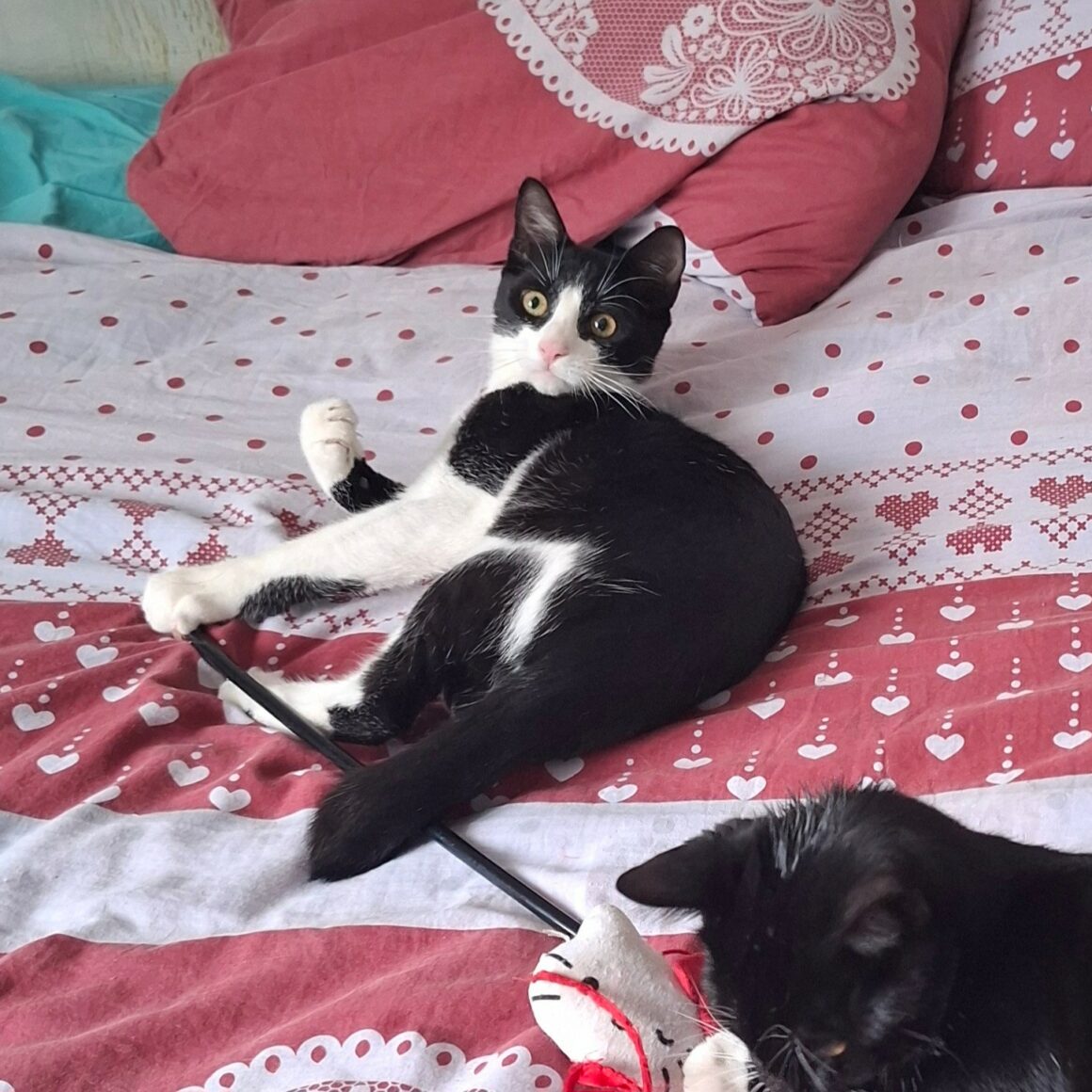 BRETZEL – chaton