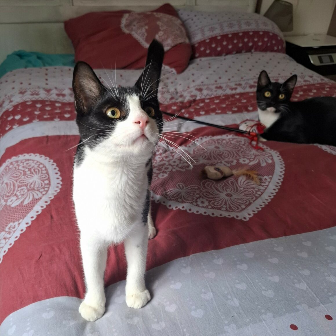 BRETZEL – chaton