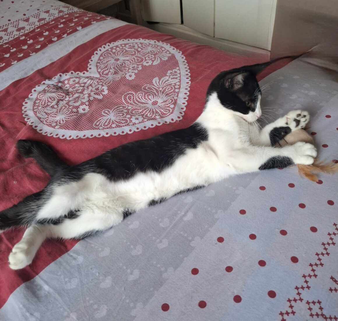 BRETZEL – chaton