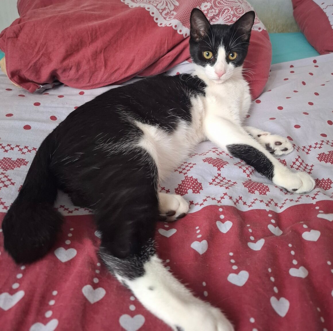 BRETZEL – chaton