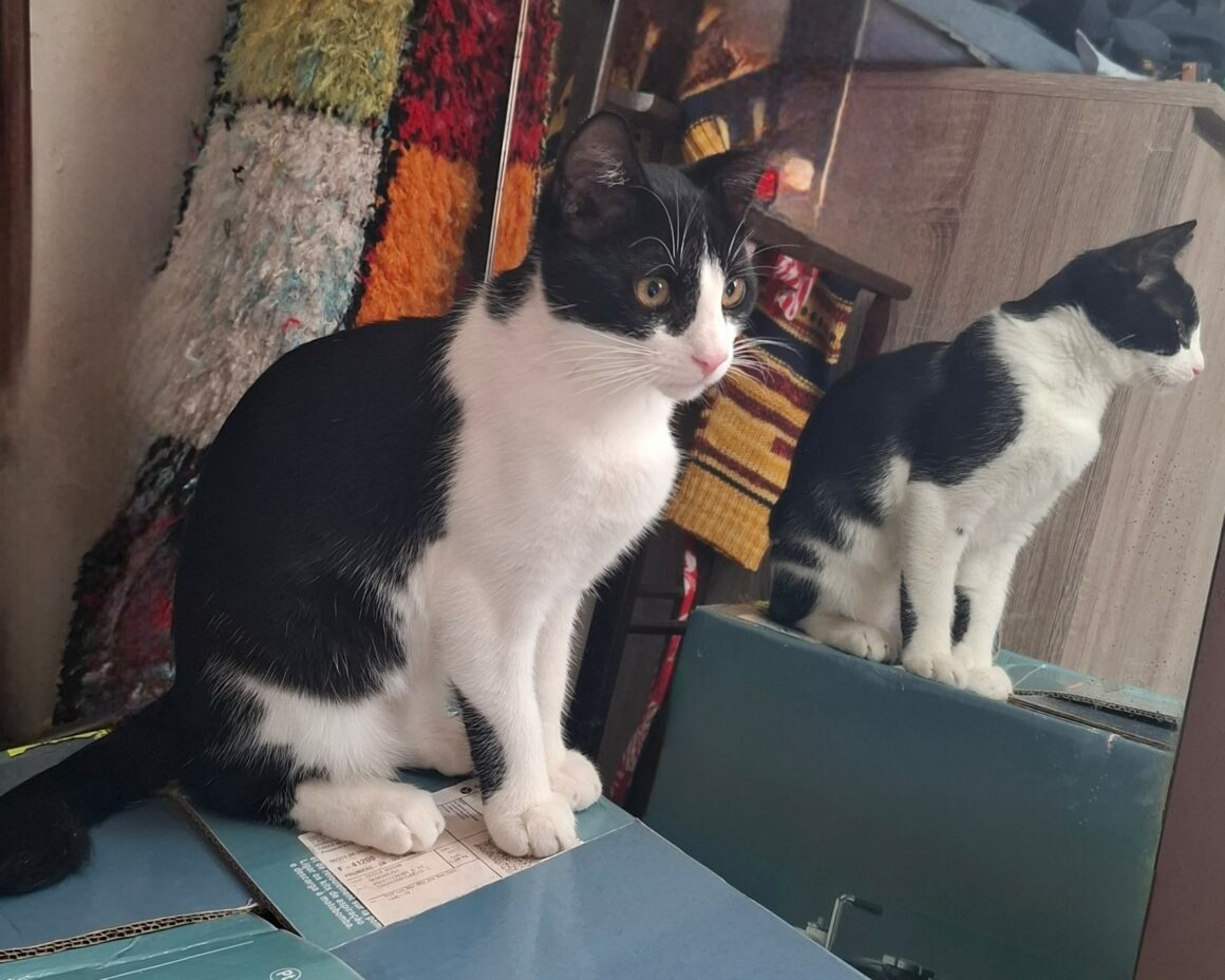 BRETZEL – chaton