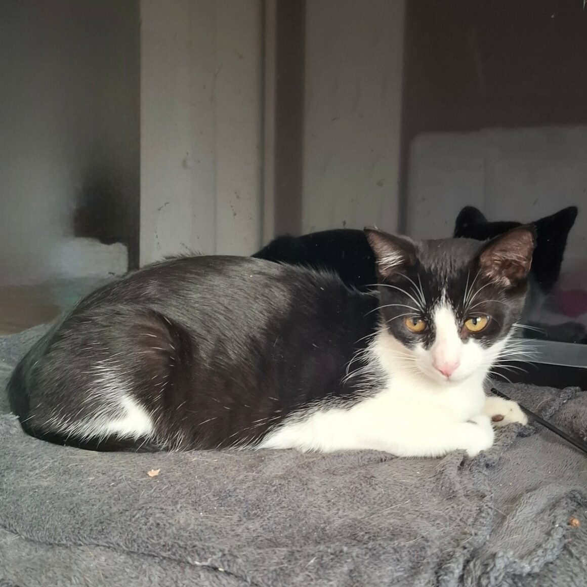 BRETZEL – chaton