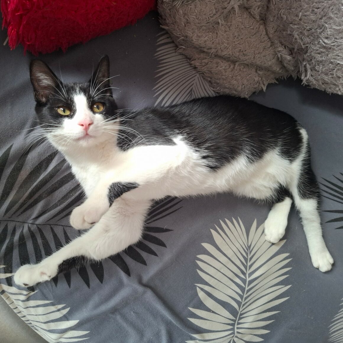 BRETZEL – chaton