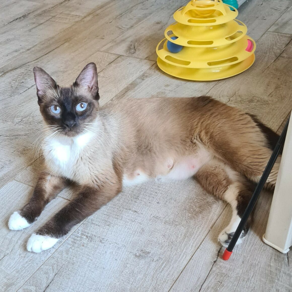 BRISEIS – 3 ans adoptée