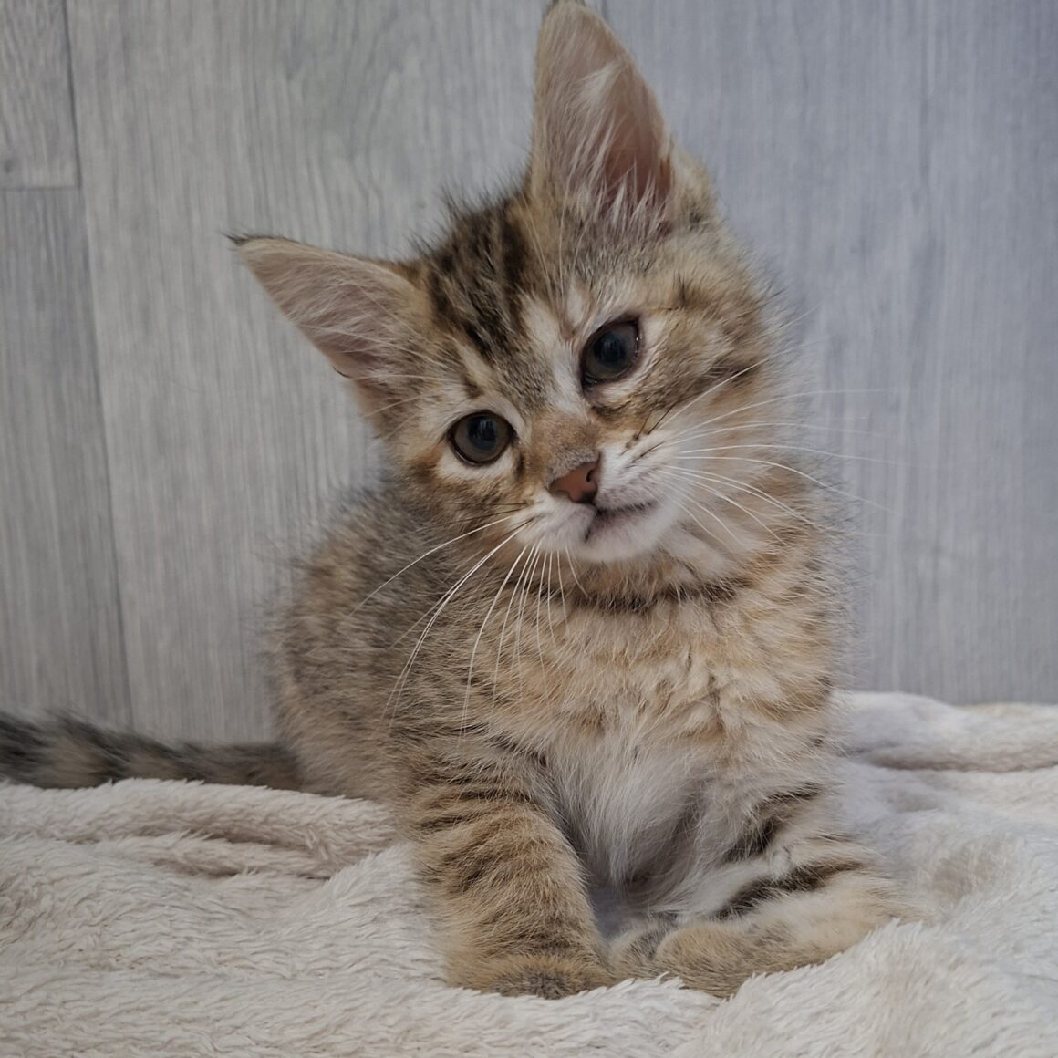 BROOKLYN (1) BROOKLYN – chaton Adopté