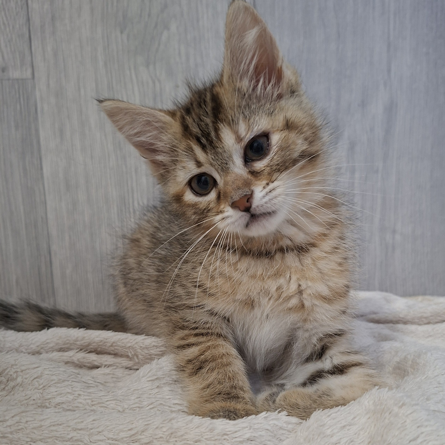 BROOKLYN – chaton réservé