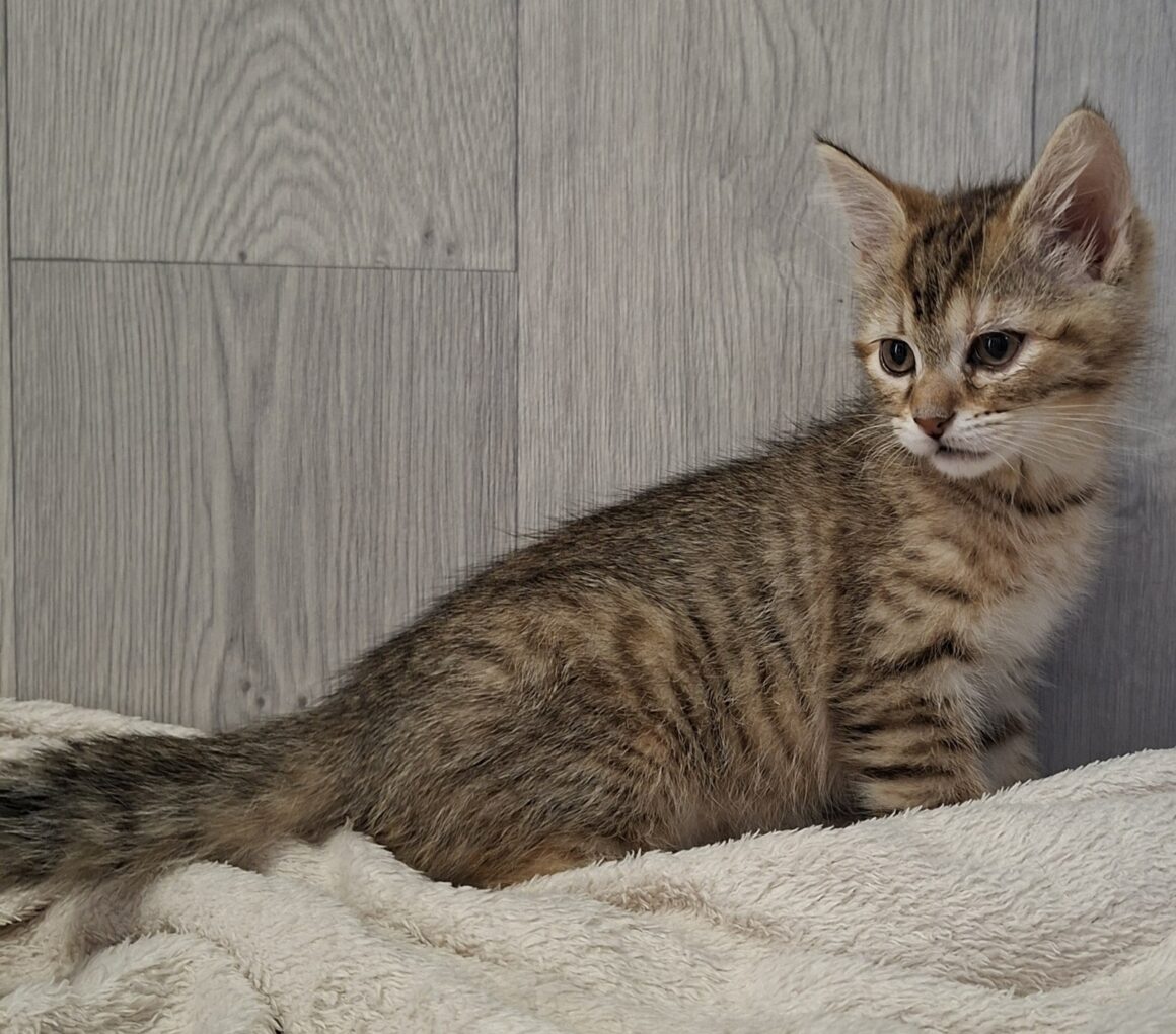 BROOKLYN – chaton