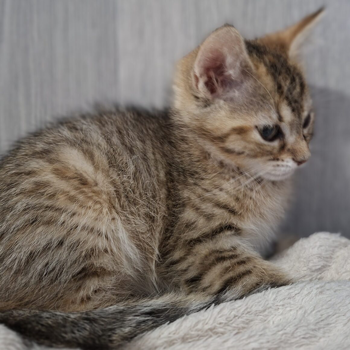 BROOKLYN – chaton