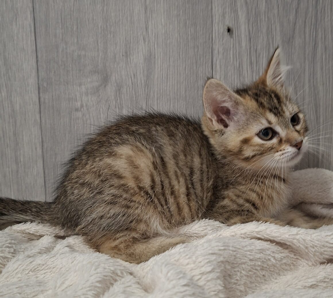 BROOKLYN – chaton