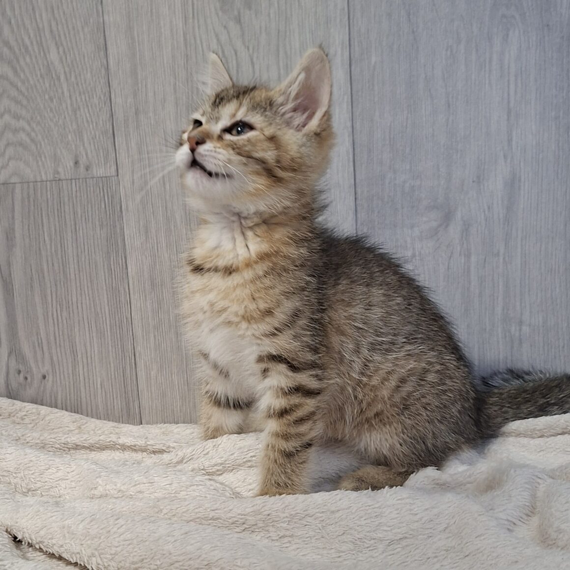 BROOKLYN – chaton
