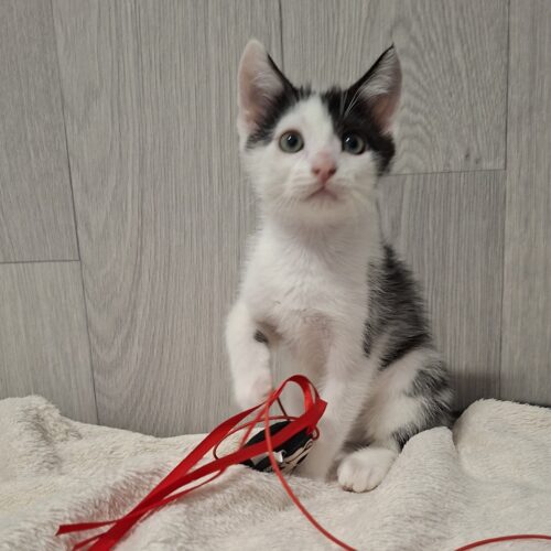 BUDDY – chaton