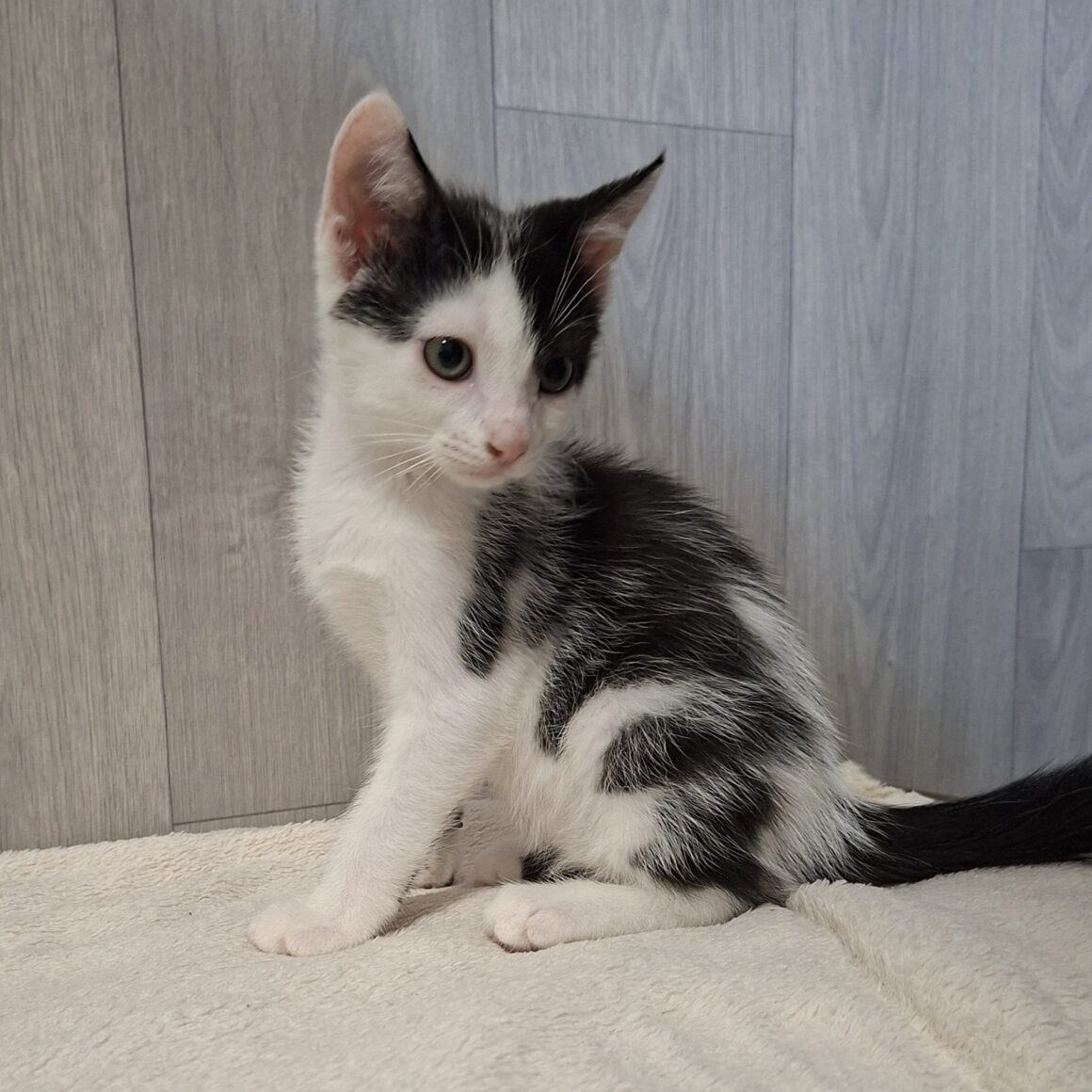 BUDDY – chaton