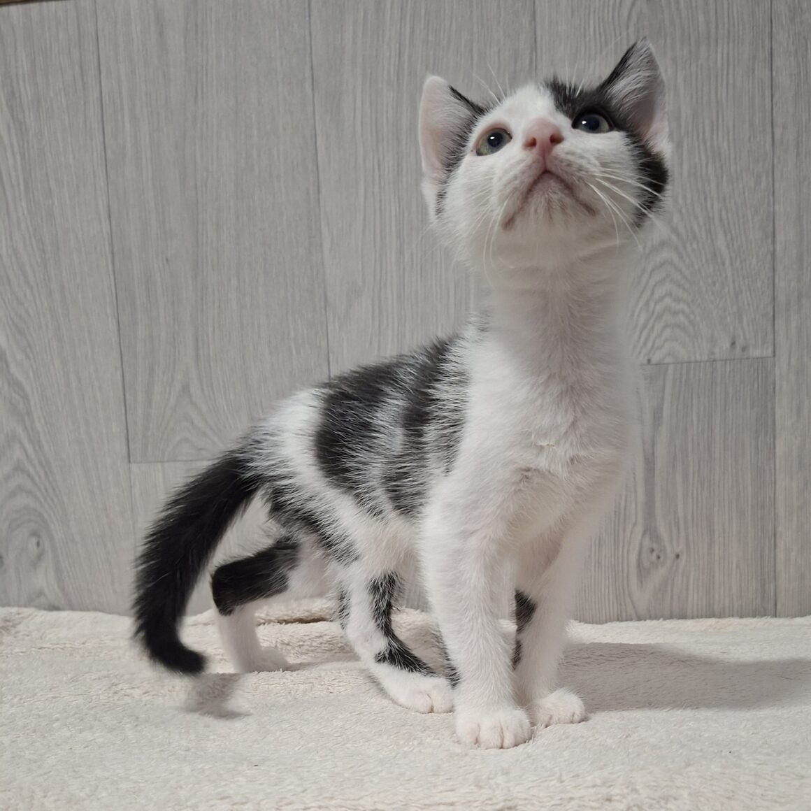 BUDDY – chaton