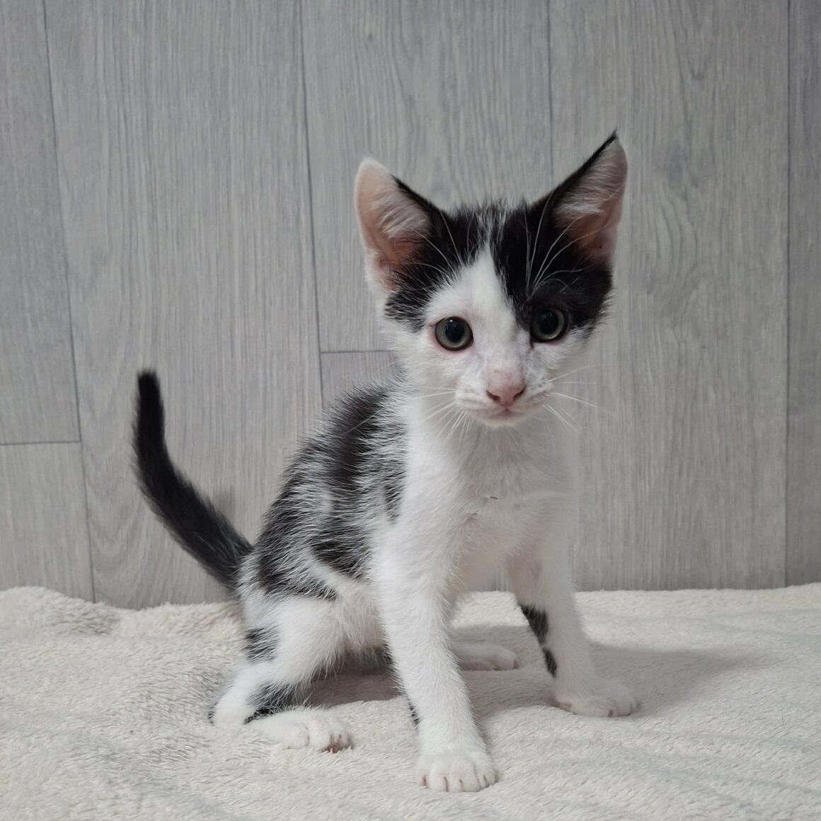 BUDDY – chaton