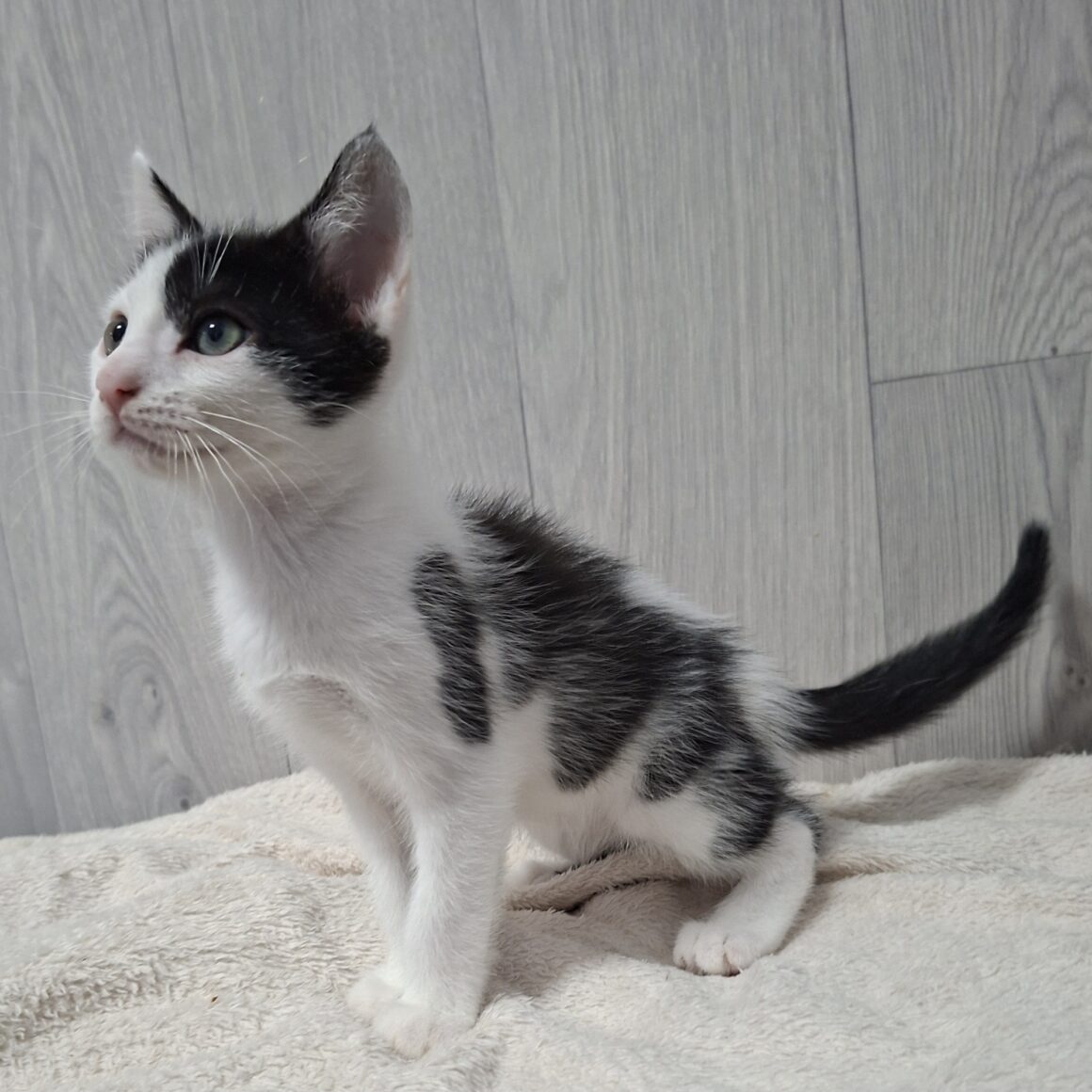 BUDDY – chaton