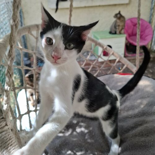 BUDDY – chaton adopté