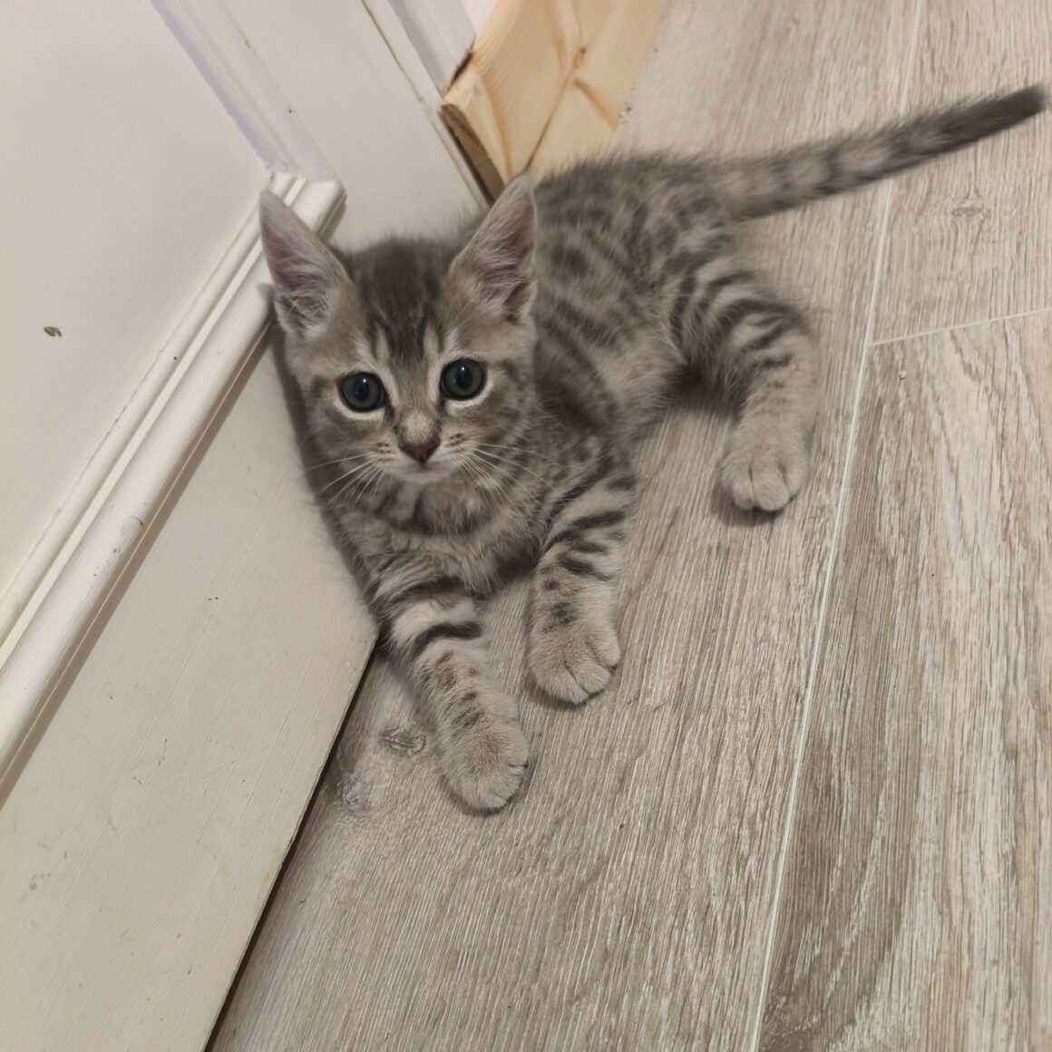 BURBERRY – Chaton