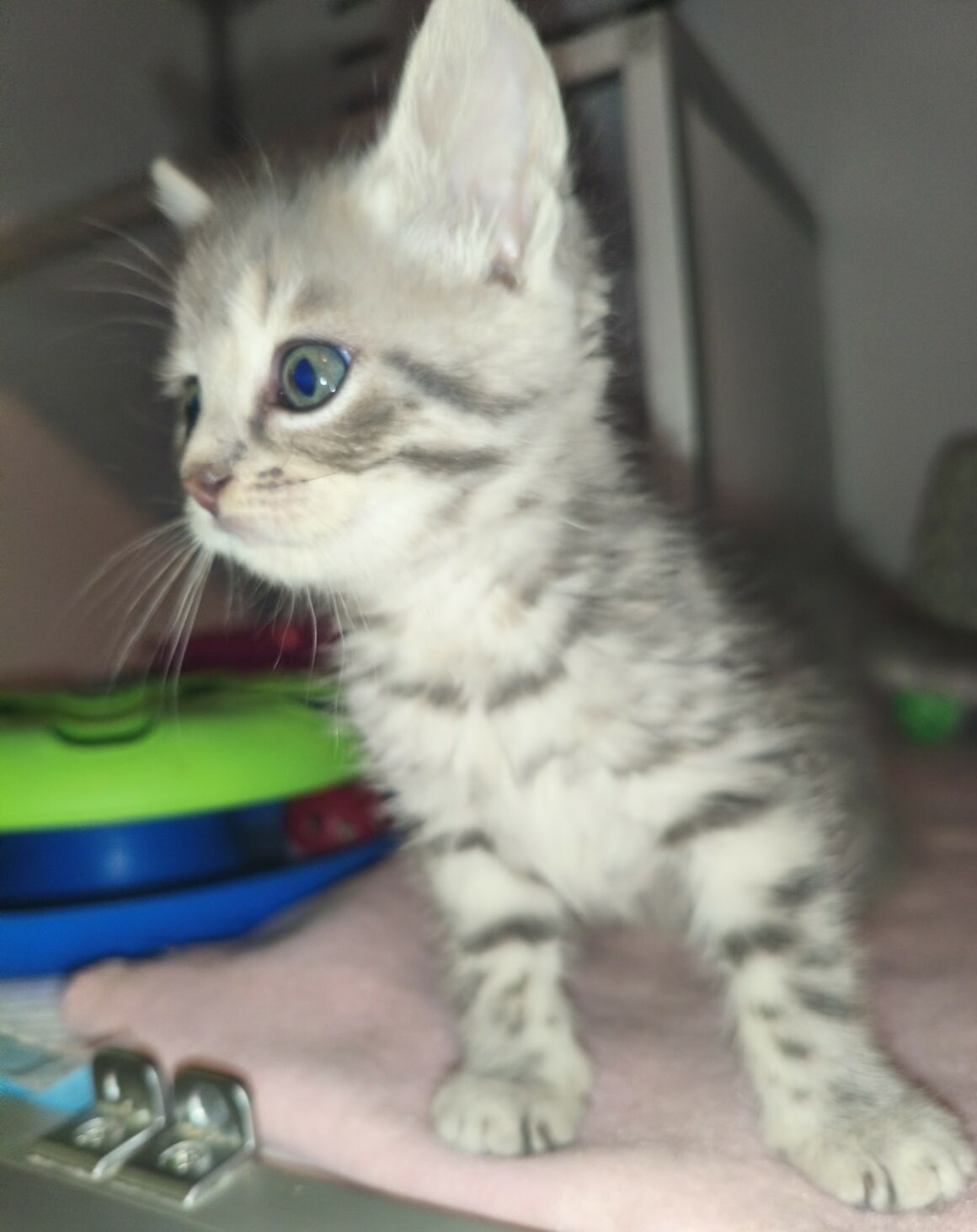 BURBERRY – Chaton